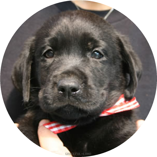 レッドCK(NORBLE 女の子)(A child of ナイト & ノ-ブル) レッドCK(NORBLE 女の子)